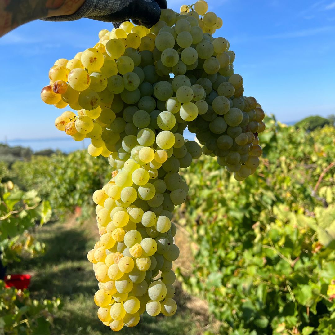 Il Podere